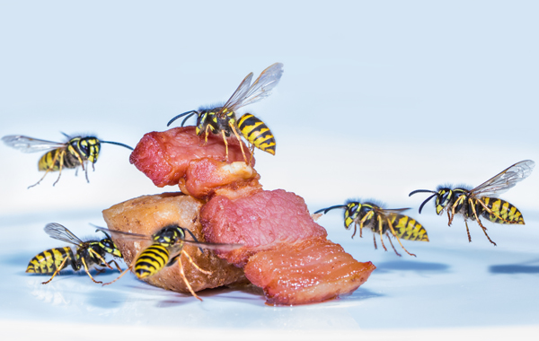 Symbolbild Wespen: mehrere Wespen sitzen auf einem Stück Fleisch